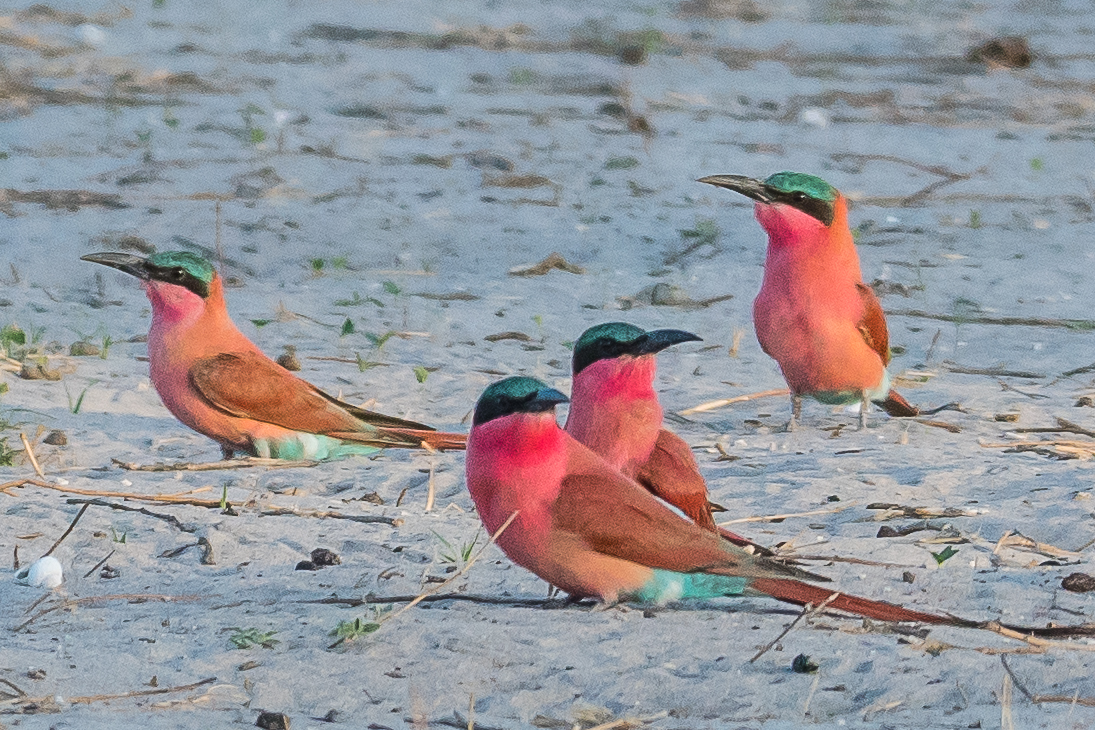 Guêpiers carmin (Southern Carmine bee-eater, Merops nubicoides), adultes posés sur la zone de nidification de leur colonie, Réserve de Kwando, Botswana.